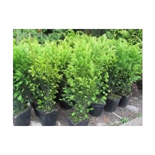 Tis prostredný Groenland 20/30 cm, v črepníku 2l Taxus media Groenland