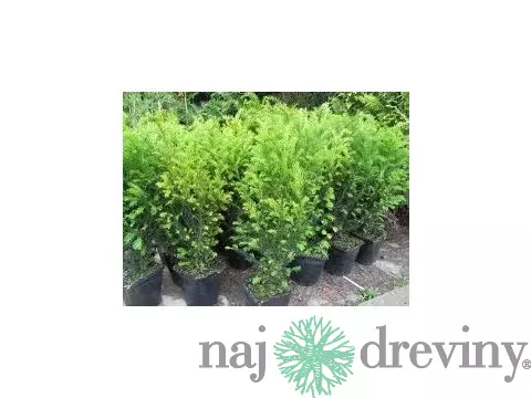 Tis prostredný Groenland 20/30 cm, v črepníku 2l Taxus media Groenland