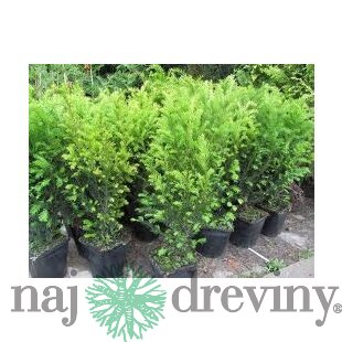 Tis prostredný Groenland 20/30 cm, v črepníku 2l Taxus media Groenland