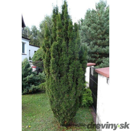 Tis prostredný Hicksii 110/130 cm, v kvetináči 20l Taxus Hicksii