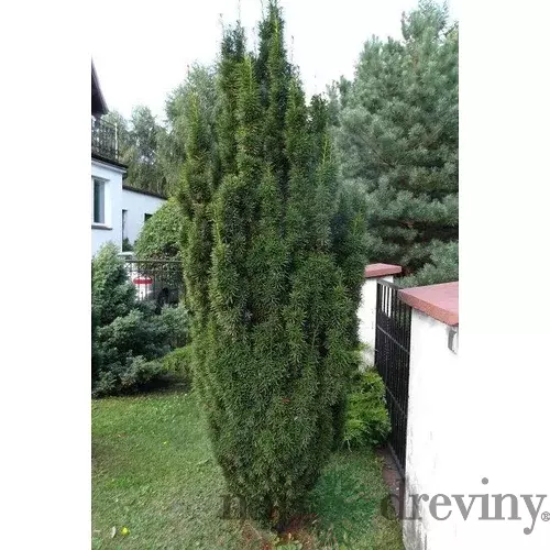 Tis prostredný Hicksii 110/130 cm, v kvetináči 20l Taxus Hicksii
