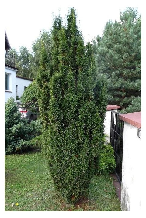 Tis prostredný Hicksii 110/130 cm, v kvetináči 20l Taxus Hicksii