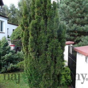 Tis prostredný Hicksii 110/130 cm, v kvetináči 20l Taxus Hicksii