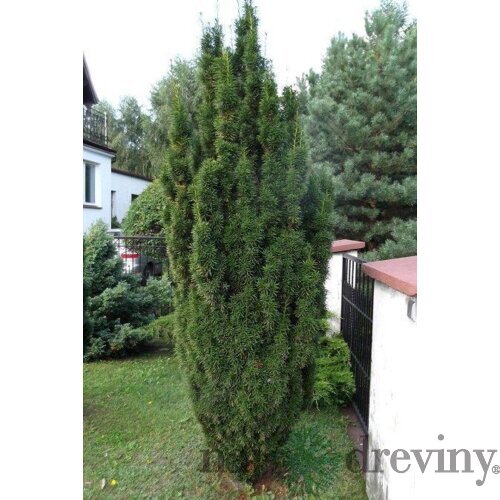 Tis prostredný stĺpovitý Hicksii 15/30 cm v črepníku 2/3 litre, Taxus Hicksii