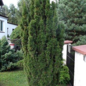 Tis prostredný stĺpovitý Hicksii 15/30 cm v črepníku 2/3 litre, Taxus Hicksii
