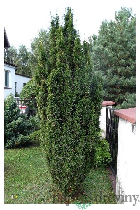 Tis prostredný stĺpovitý Hicksii 15/30 cm v črepníku 2/3 litre, Taxus Hicksii