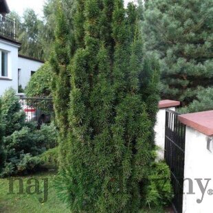 Tis prostredný stĺpovitý Hicksii 20/40 cm v črepníku 2/3 litre, Taxus Hicksii