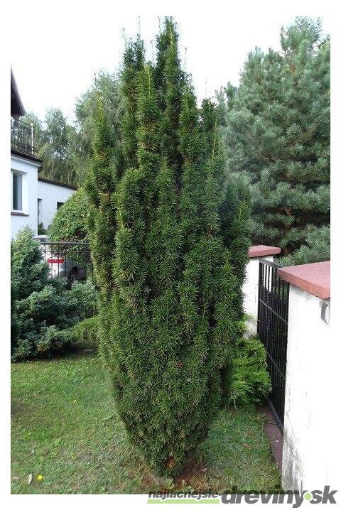 Tis prostredný stĺpovitý Hicksii 20/40 cm v črepníku 2/3 litre, Taxus Hicksii