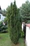 Tis prostredný stĺpovitý Hicksii 20/40 cm v črepníku 2/3 litre, Taxus Hicksii