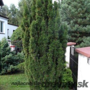 Tis prostredný stĺpovitý Hicksii 20/40 cm v črepníku 2/3 litre, Taxus Hicksii
