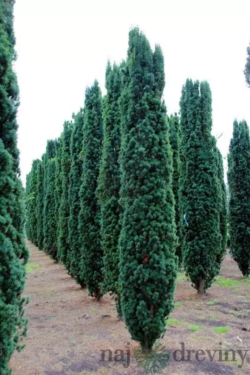 Tis prostredný stĺpovitý Hillii, výška 20/40 cm, v črepníku Taxus Hilii