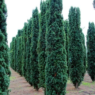 Tis prostredný stĺpovitý Hillii, výška 20/40 cm, v črepníku Taxus Hilii
