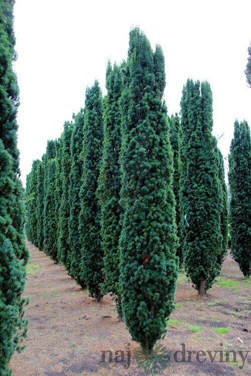 Tis prostredný stĺpovitý Hillii, výška 20/40 cm, v črepníku Taxus Hilii