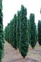 Tis prostredný stĺpovitý Hillii, výška 20/40 cm, v črepníku Taxus Hilii