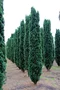 Tis prostredný stĺpovitý Hillii, výška 20/40 cm, v črepníku Taxus Hilii