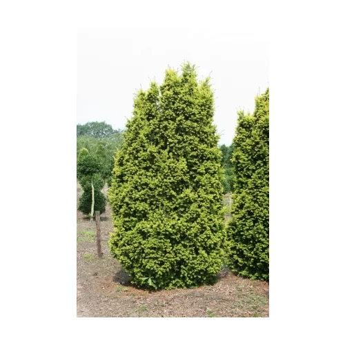 Tis prostredný x Hicksii, výška 20/40cm, v črepníku Taxus media x Hicksii