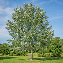 Topoľ biely výška 150/200cm, v črepníku