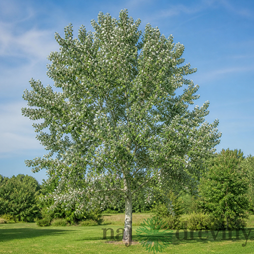 Topoľ biely výška 150/200cm, v črepníku