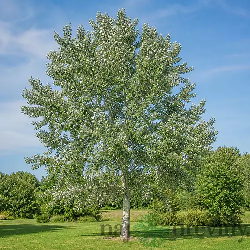 Topoľ biely výška 150/200cm, v črepníku