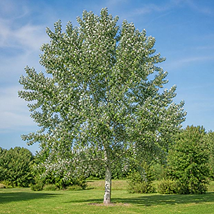 Topoľ biely výška 150/200cm, v črepníku