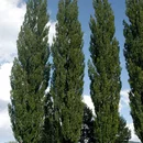 Topoľ