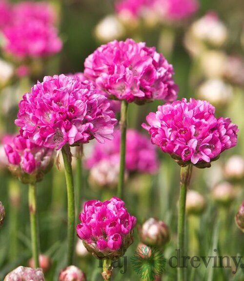 Trávnička primorská Abbey Deep rose, výška 20/40cm, v črepníku Armeria maritima ABBEY DEPP ROSE