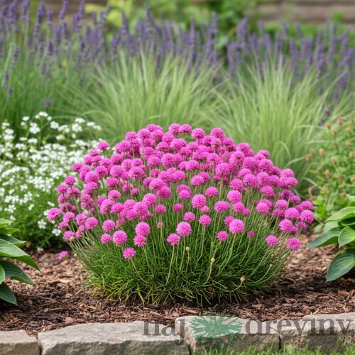 Trávnička primorská, výška 10/20cm, v črepníku Armeria maritima