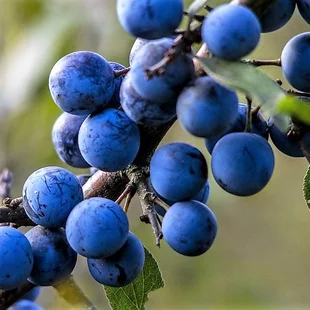 Trnka Obyčajná v črepníku, 50/70 cm Prunus Spinosa