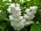 Trojpuk drsný Plena, výška 20/+ cm, v črepníku Deutzia scabra Plena