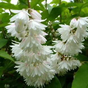 Trojpuk drsný Plena, výška 20/+ cm, v črepníku Deutzia scabra Plena