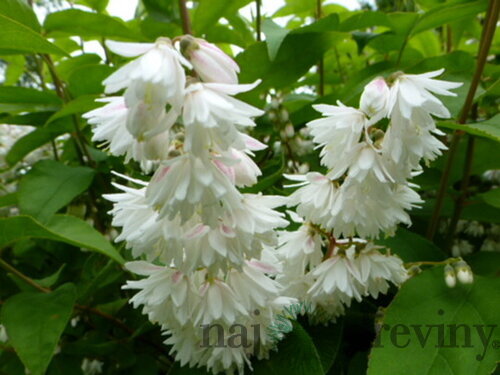Trojpuk drsný Plena, výška 20/+ cm, v črepníku Deutzia scabra Plena
