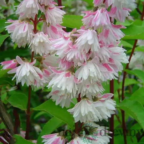 Trojpuk drsný Pride of Rochester 60/80 cm, v črepníku Deutzia scabra Pride of Rochester