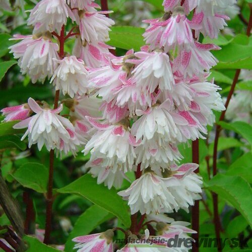 Trojpuk drsný Pride of Rochester 60/80 cm, v črepníku Deutzia scabra Pride of Rochester