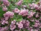 Trojpuk hybridný x Mont Rose, výška 40/+ cm, v črepníku 10l Deutzia hybrida x Perle Rose