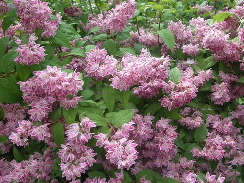 Trojpuk hybridný x Mont Rose, výška 40/+ cm, v črepníku 10l Deutzia hybrida x Perle Rose