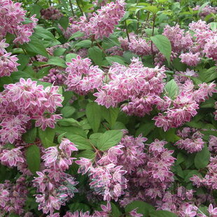 Trojpuk hybridný x Mont Rose, výška 40/+ cm, v črepníku 10l Deutzia hybrida x Perle Rose