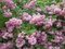 Trojpuk hybridný x Mont Rose, výška 40/+ cm, v črepníku 10l Deutzia hybrida x Perle Rose