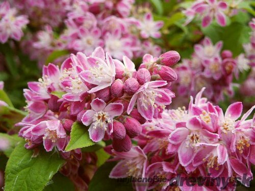Trojpuk hybridný x Strawberry Fields, 50/70 cm, v črepníku 5l Deutzia hybrida x Strawberry Fields