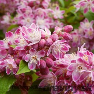 Trojpuk hybridný x Strawberry Fields, 50/70 cm, v črepníku 5l Deutzia hybrida x Strawberry Fields