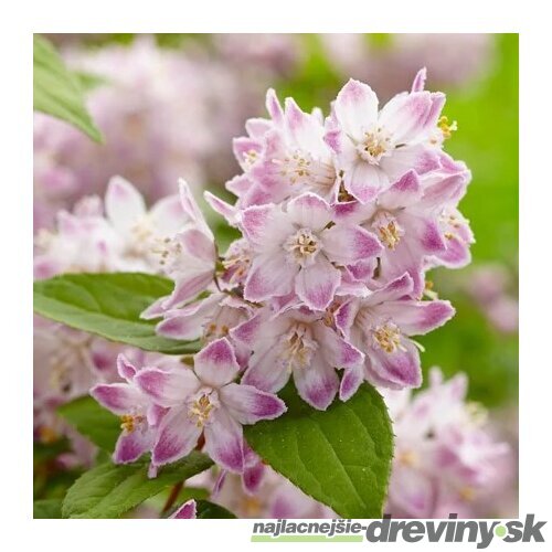 Trojpuk RASPBERRY SUNDAE ‘Low 18‘ PBR, výška 30/+ cm, v črepníku 2l Deutzia RASPBERRY SUNDAE ‘Low 18‘ PBR