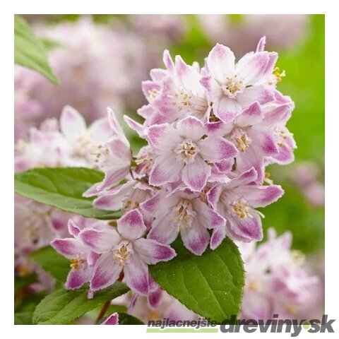 Trojpuk RASPBERRY SUNDAE ‘Low 18‘ PBR, výška 30/+ cm, v črepníku 2l Deutzia RASPBERRY SUNDAE ‘Low 18‘ PBR