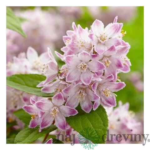 Trojpuk RASPBERRY SUNDAE ‘Low 18‘ PBR, výška 30/+ cm, v črepníku 2l Deutzia RASPBERRY SUNDAE ‘Low 18‘ PBR
