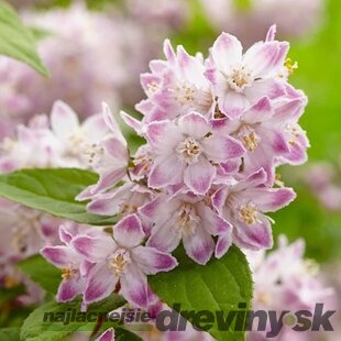 Trojpuk RASPBERRY SUNDAE ‘Low 18‘ PBR, výška 30/+ cm, v črepníku 2l Deutzia RASPBERRY SUNDAE ‘Low 18‘ PBR