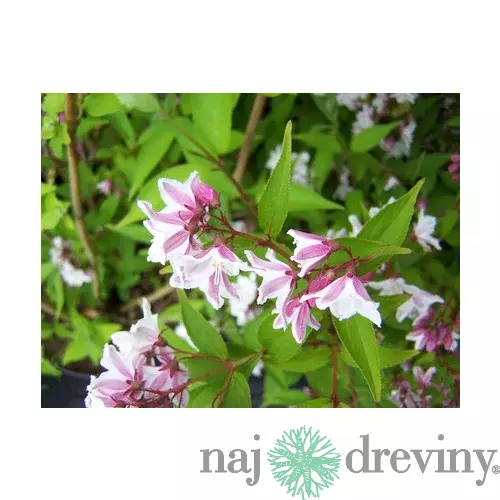 Trojpuk štíhly v črepníku, 30/50cm Deutzia Gracilis