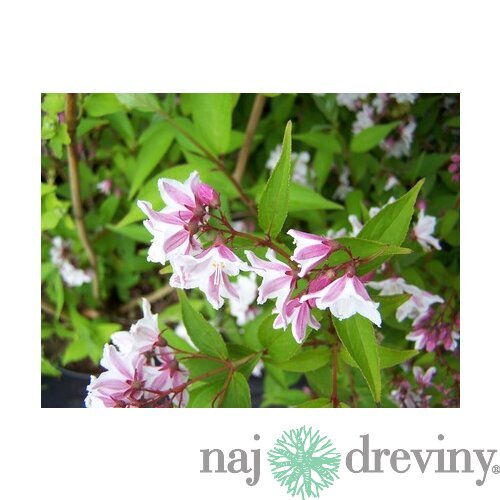 Trojpuk štíhly v črepníku, 30/50cm Deutzia Gracilis