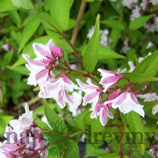 Trojpuk štíhly v črepníku, 30/50cm Deutzia Gracilis