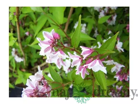 Trojpuk štíhly v črepníku, 30/50cm Deutzia Gracilis