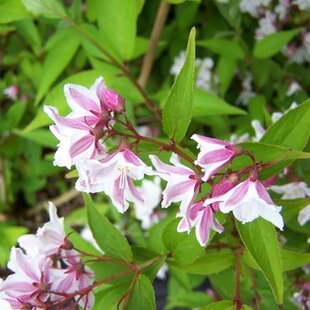 Trojpuk štíhly v črepníku, 30/50cm Deutzia Gracilis