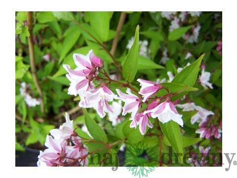 Trojpuk štíhly v črepníku, 30/50cm Deutzia Gracilis