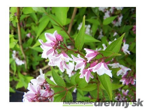 Trojpuk štíhly v črepníku, 30/50cm Deutzia Gracilis